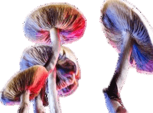 Psychedelics (Mushrooms)